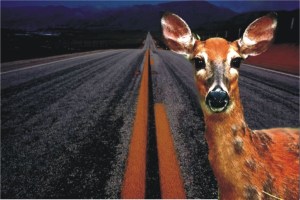 deer_headlights600